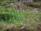 Allium schoenoprasum