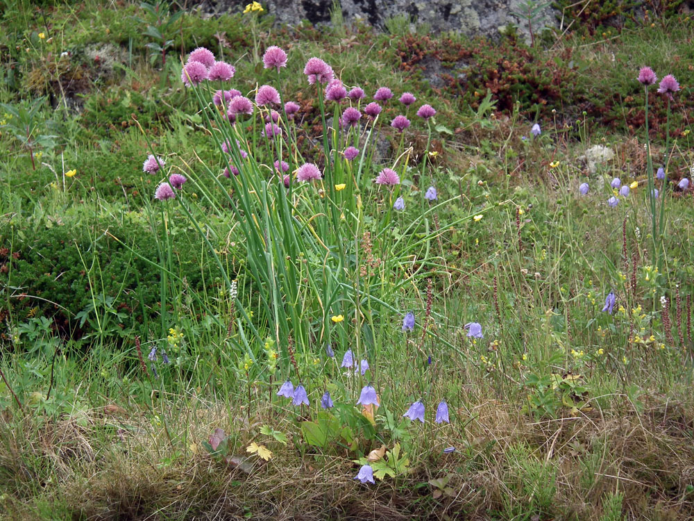 Изображение особи Allium schoenoprasum.