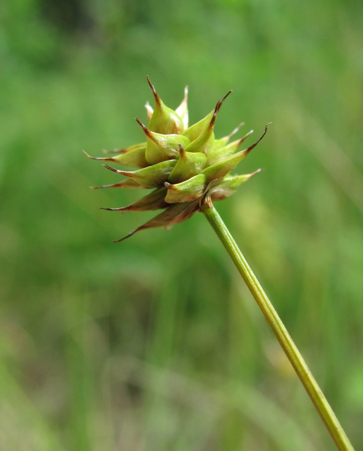 Изображение особи Carex capitata.