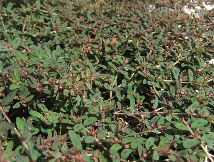 Image of Euphorbia maculata specimen.