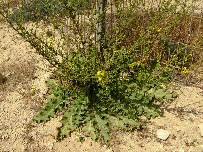 Изображение особи Verbascum sinuatum.