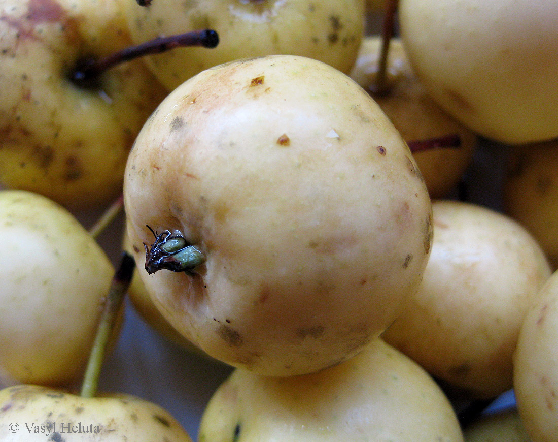 Image of Malus domestica specimen.