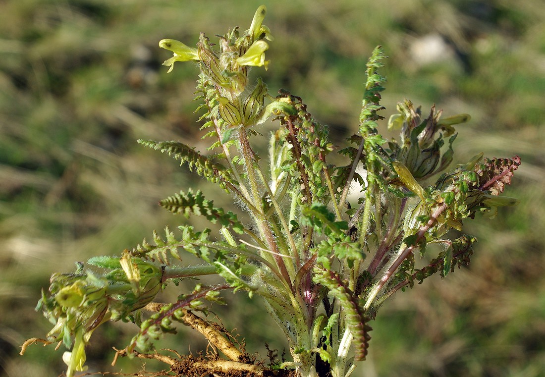 Изображение особи Pedicularis czuiliensis.