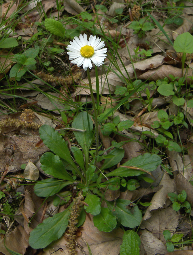 Image of Bellis perennis specimen.