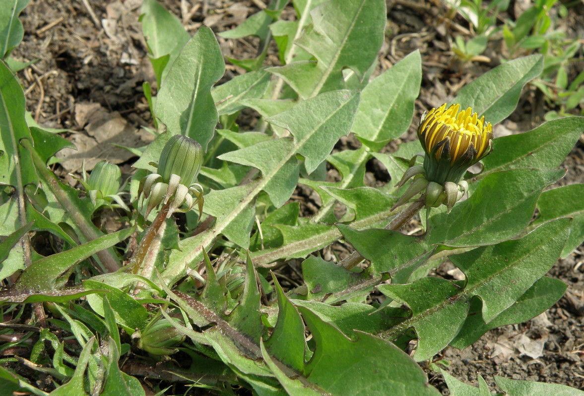 Image of genus Taraxacum specimen.