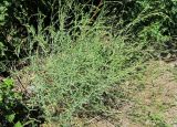 Gypsophila paniculata