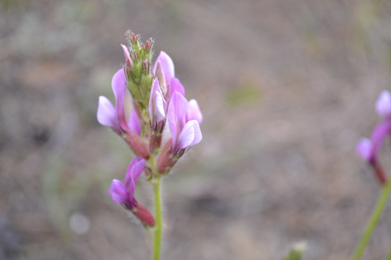 Изображение особи Oxytropis myriophylla.