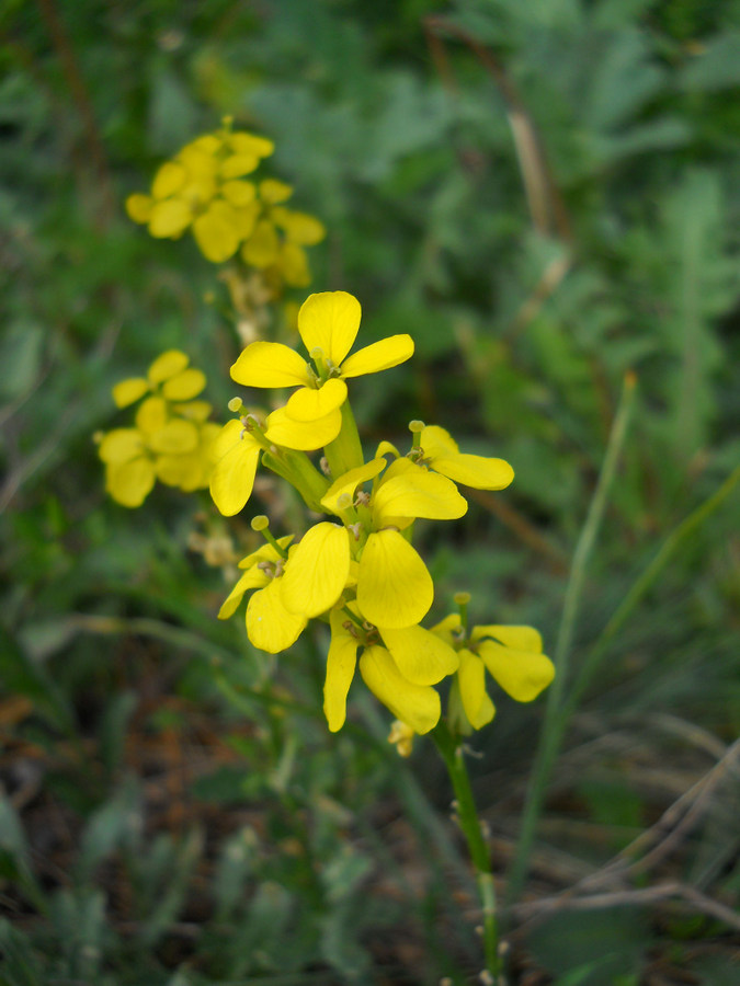 Image of Erysimum cuspidatum specimen.