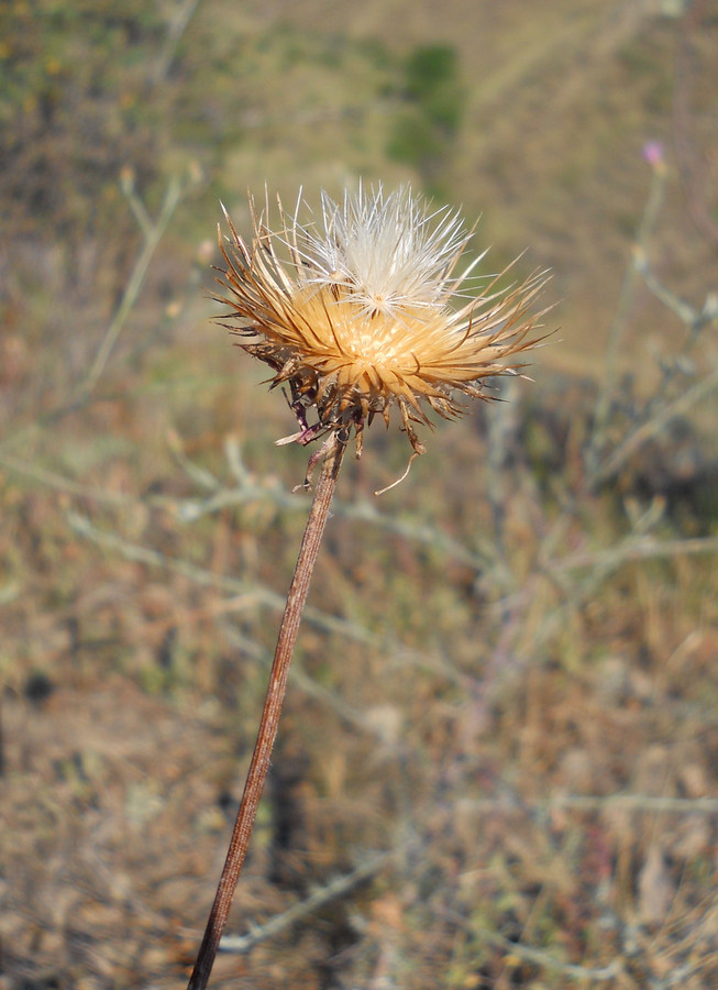 Image of Jurinea roegneri specimen.