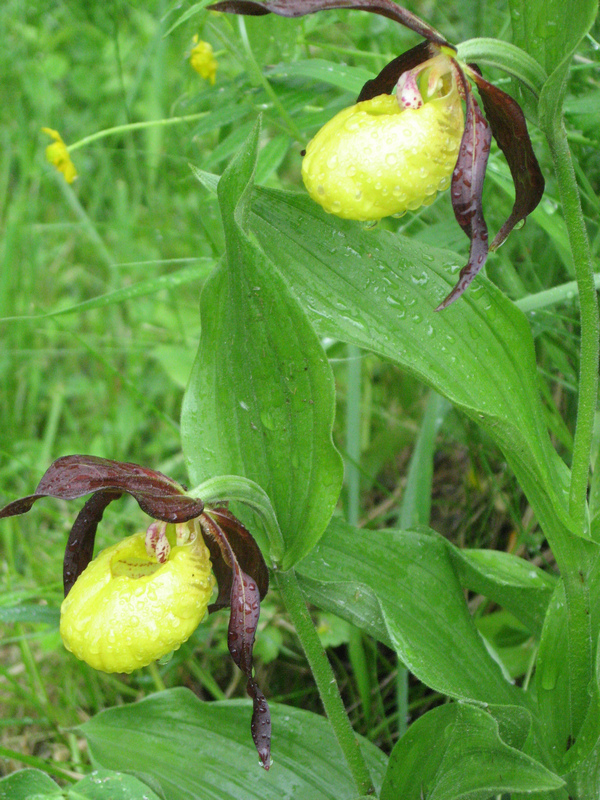 Image of Cypripedium calceolus specimen.