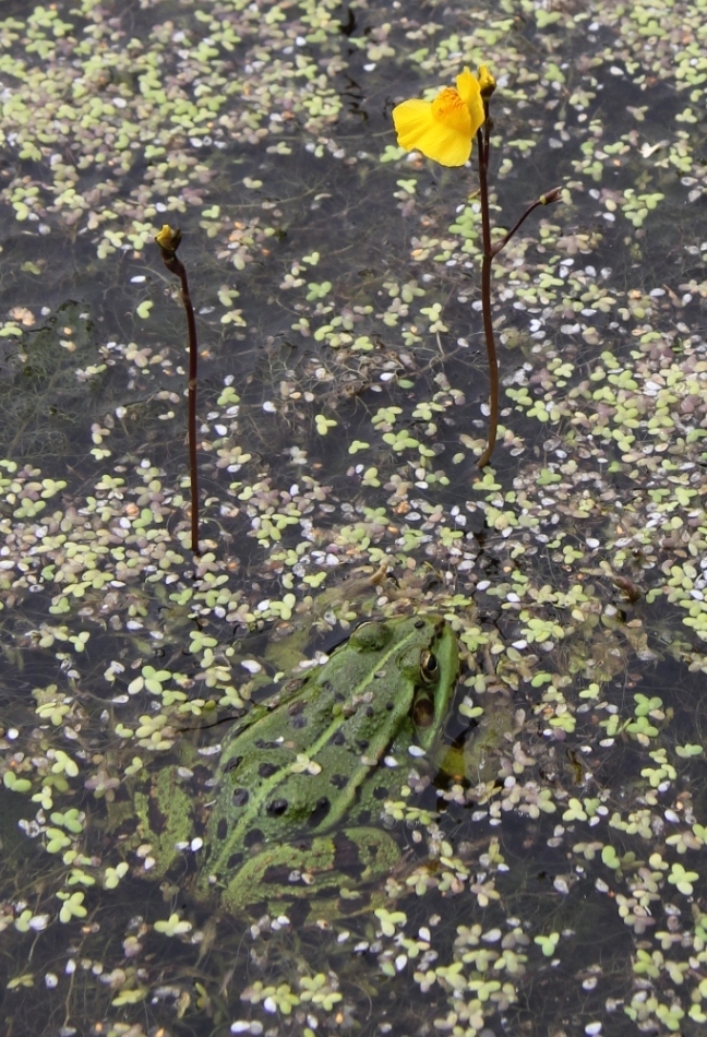 Изображение особи Utricularia &times; neglecta.