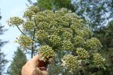 Heracleum dissectum