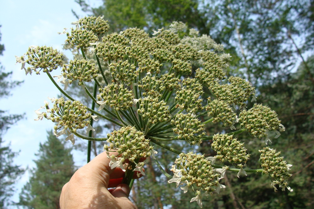 Изображение особи Heracleum dissectum.