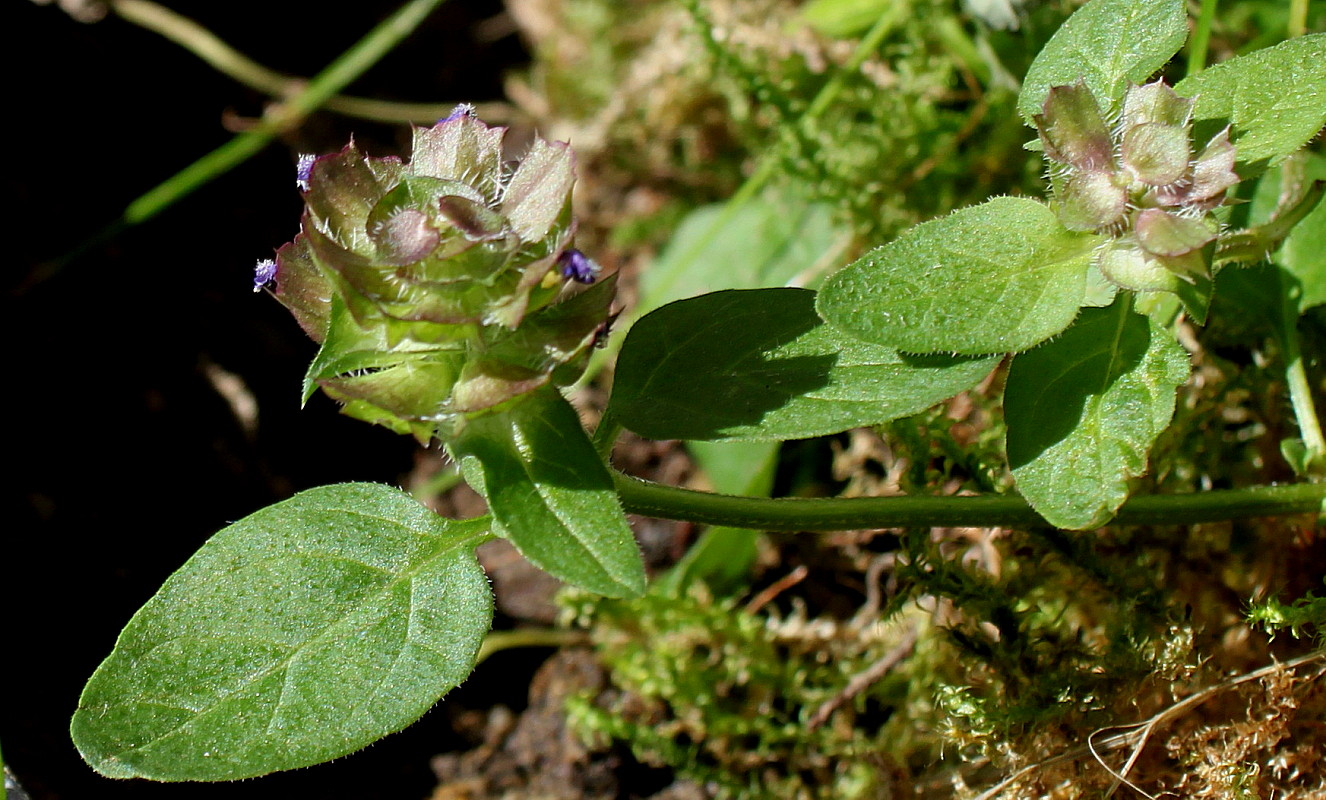 Image of Prunella vulgaris specimen.