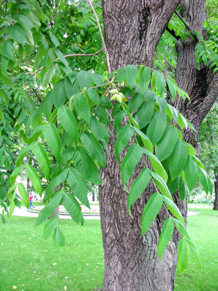 Изображение особи Juglans mandshurica.