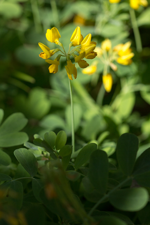 Image of Coronilla coronata specimen.