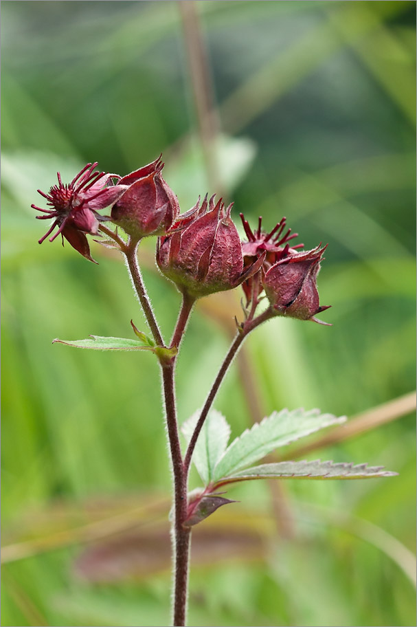 Image of Comarum palustre specimen.