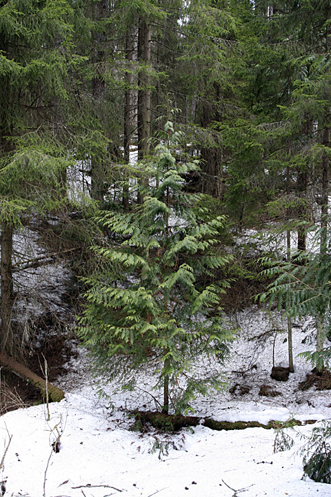 Изображение особи Thuja plicata.