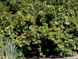 genus Calycanthus. Крона взрослого растения. Германия, г. Krefeld, ботанический сад. 16.09.2012.