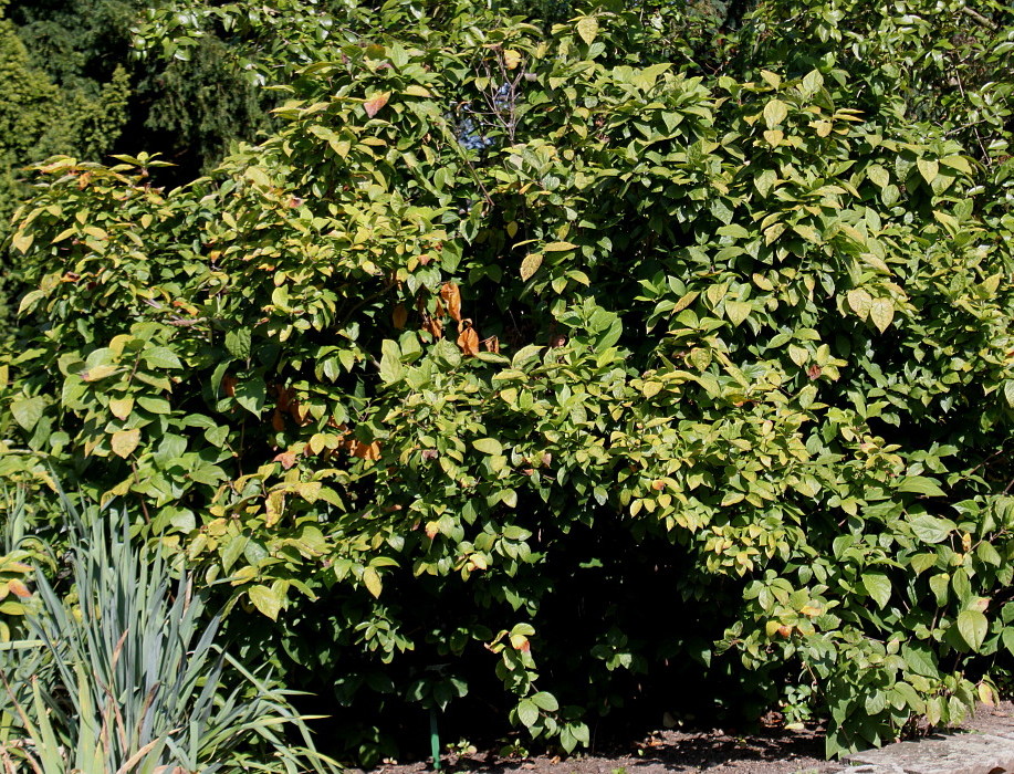 Image of genus Calycanthus specimen.