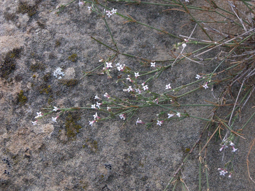 Изображение особи род Asperula.