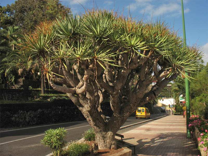 Image of Dracaena draco specimen.