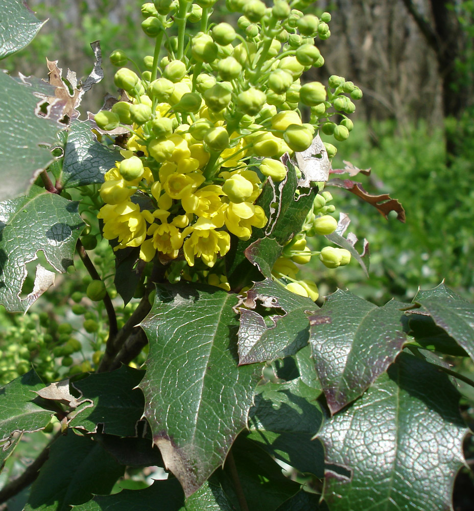 Image of Mahonia aquifolium specimen.