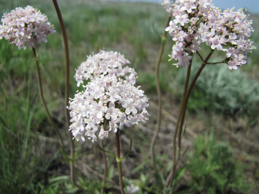 Image of Valeriana tuberosa specimen.