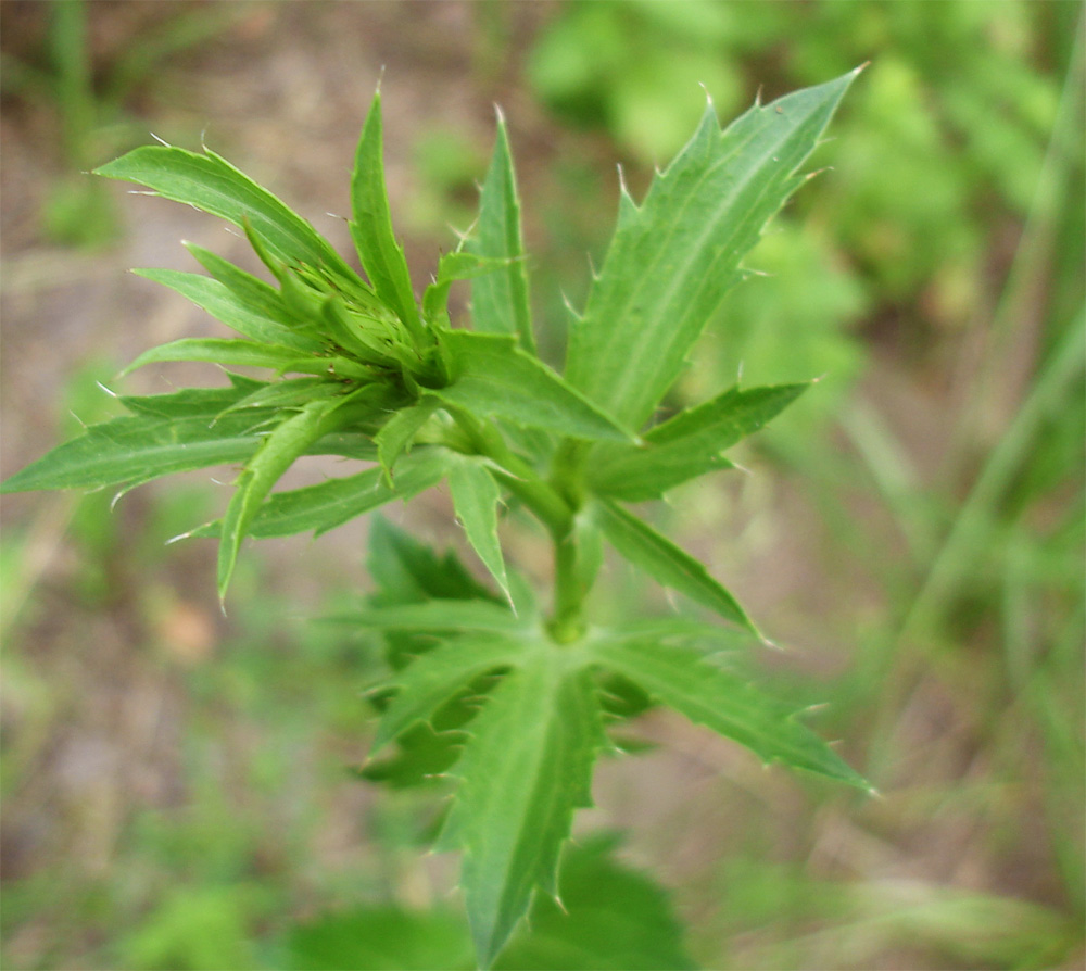 Изображение особи Eryngium planum.