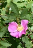 Rosa gymnocarpa. Цветок и бутон. Германия, г. Krefeld, Ботанический сад. 02.06.2013.