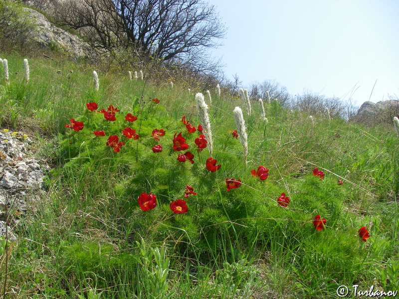 Изображение особи Paeonia tenuifolia.