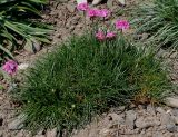 Armeria maritima. Цветущее растение. Германия, г. Krefeld, Ботанический сад. 08.06.2013.