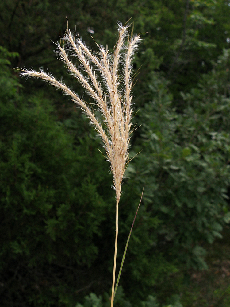 Изображение особи Bothriochloa ischaemum.