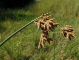 Schoenoplectus lacustris. Верхушка побега с соцветием. Украина, г. Запорожье, балка Партизанская, дальняя от города часть большего озера. 28.07.2013.