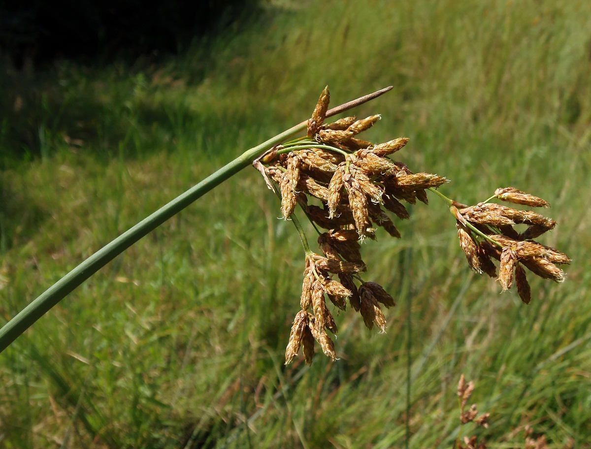 Изображение особи Schoenoplectus lacustris.