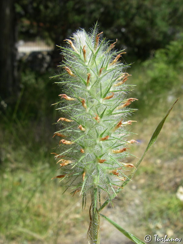 Image of Trifolium angustifolium specimen.