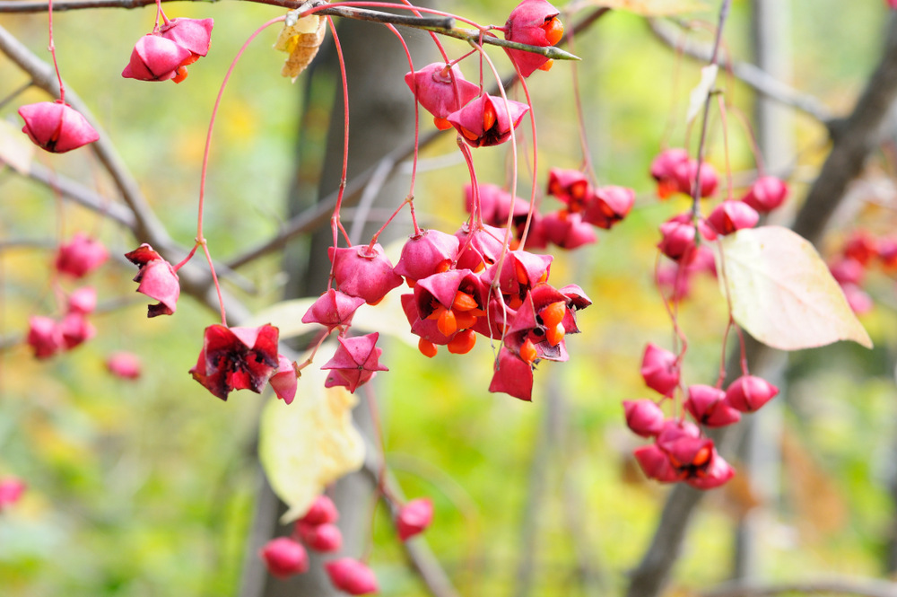 Image of Euonymus maximowiczianus specimen.