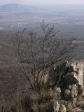 Sorbus caucasica