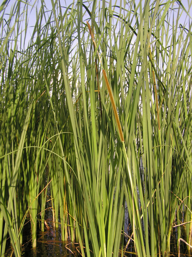 Image of Typha angustifolia specimen.