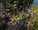 Gypsophila rupestris. Цветущее растение на скале. Респ. Хакасия, Бейский р-н, левый берег р. Уй. 01.08.2012.