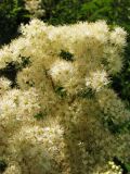 Filipendula ulmaria. Часть соцветия. Вологодская обл., Великоустюгский р-н, урочище Опоки, правый берег р. Сухона, поросший кустарником овраг. 06.07.2013.