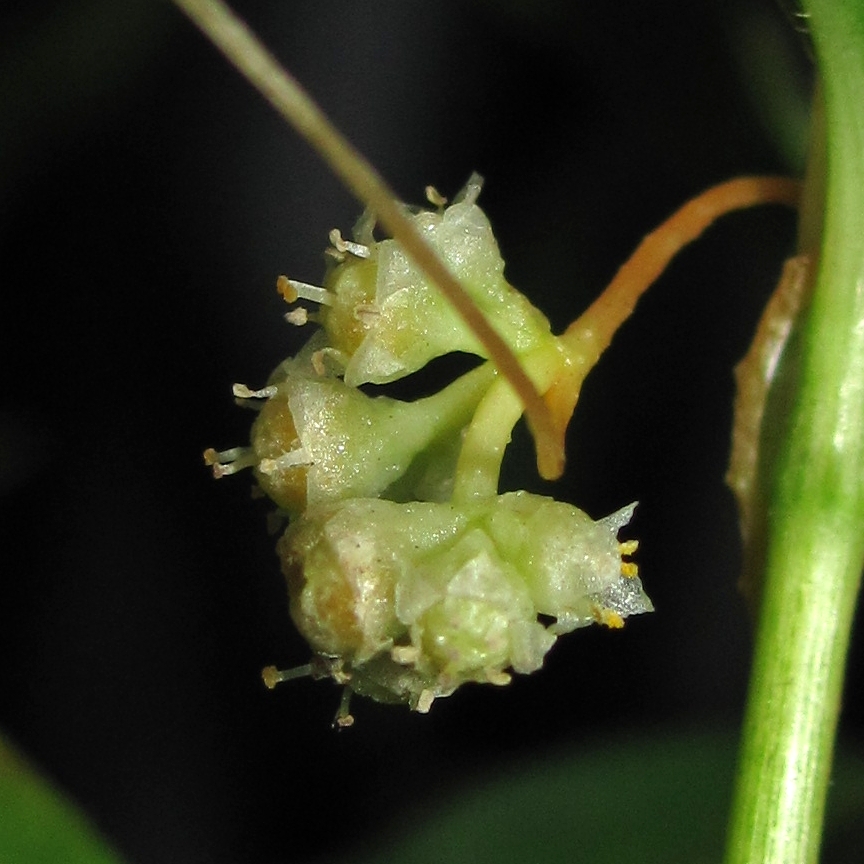 Image of Cuscuta campestris specimen.