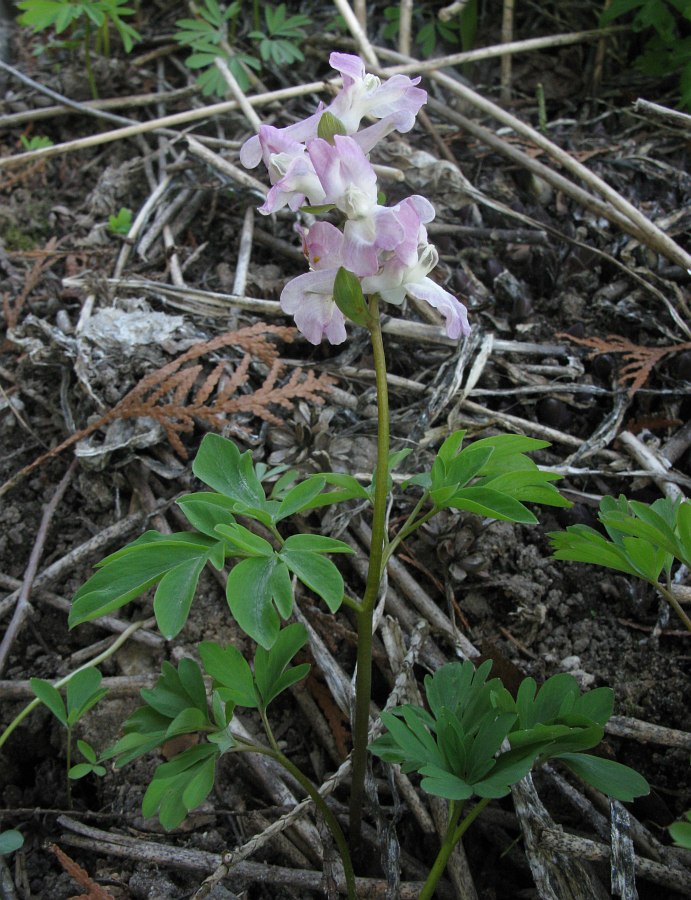 Image of genus Corydalis specimen.