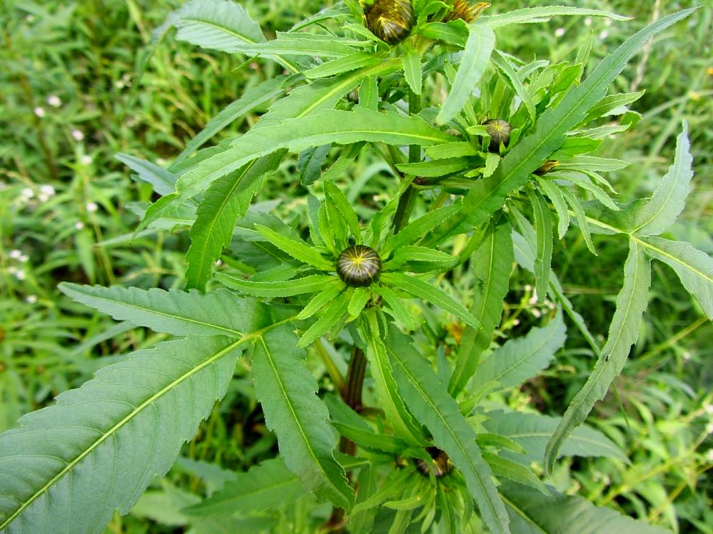 Image of Bidens frondosa specimen.