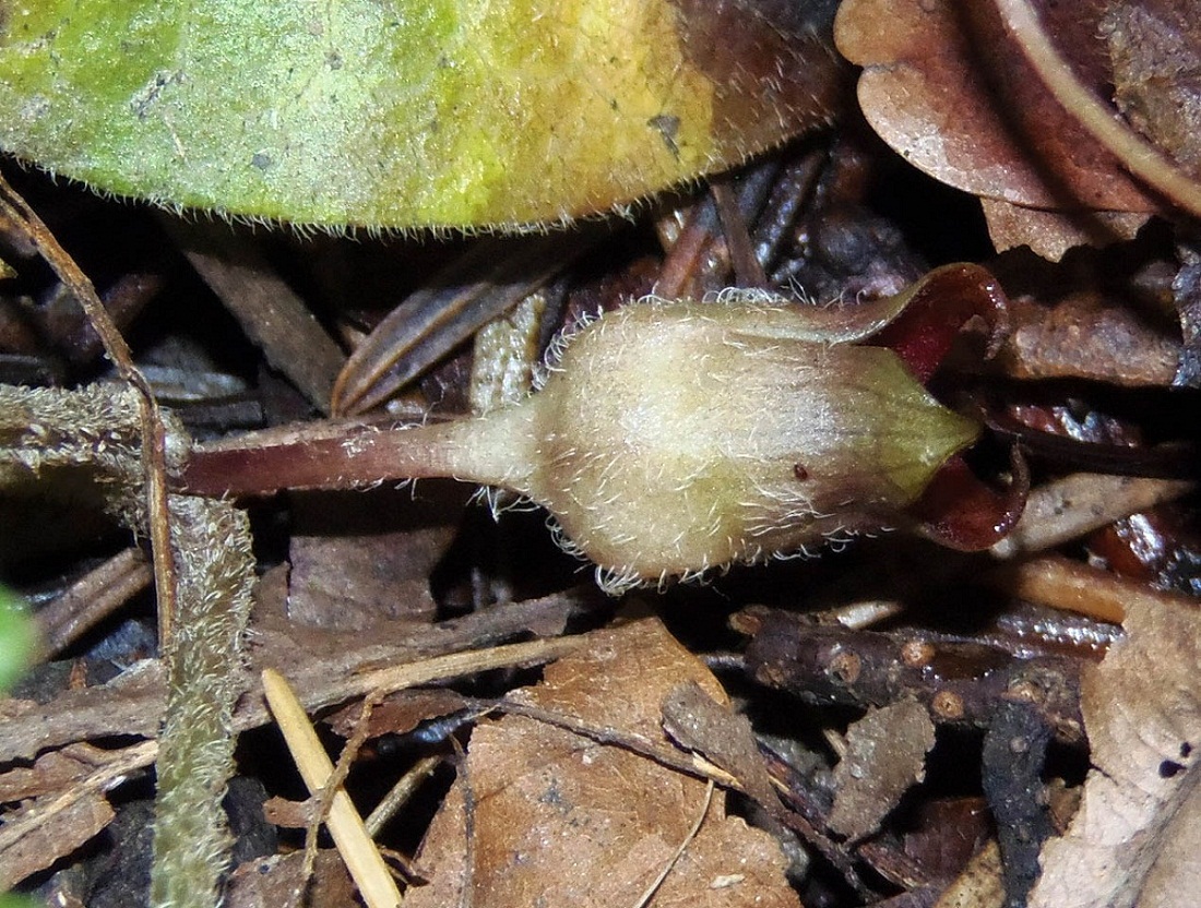 Изображение особи Asarum europaeum.