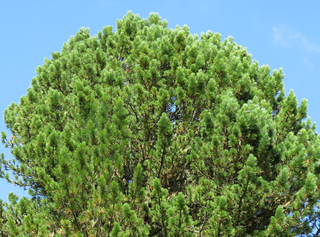 Изображение особи Pinus sibirica.