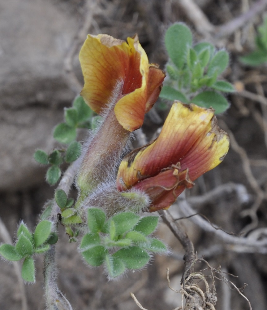 Image of Chamaecytisus polytrichus specimen.