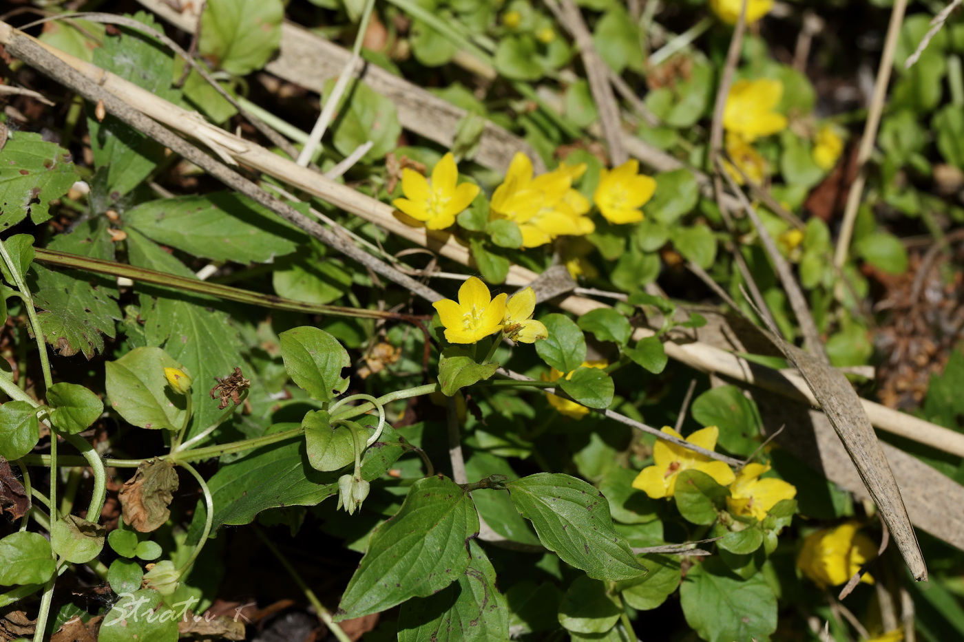 Image of Lysimachia nummularia specimen.