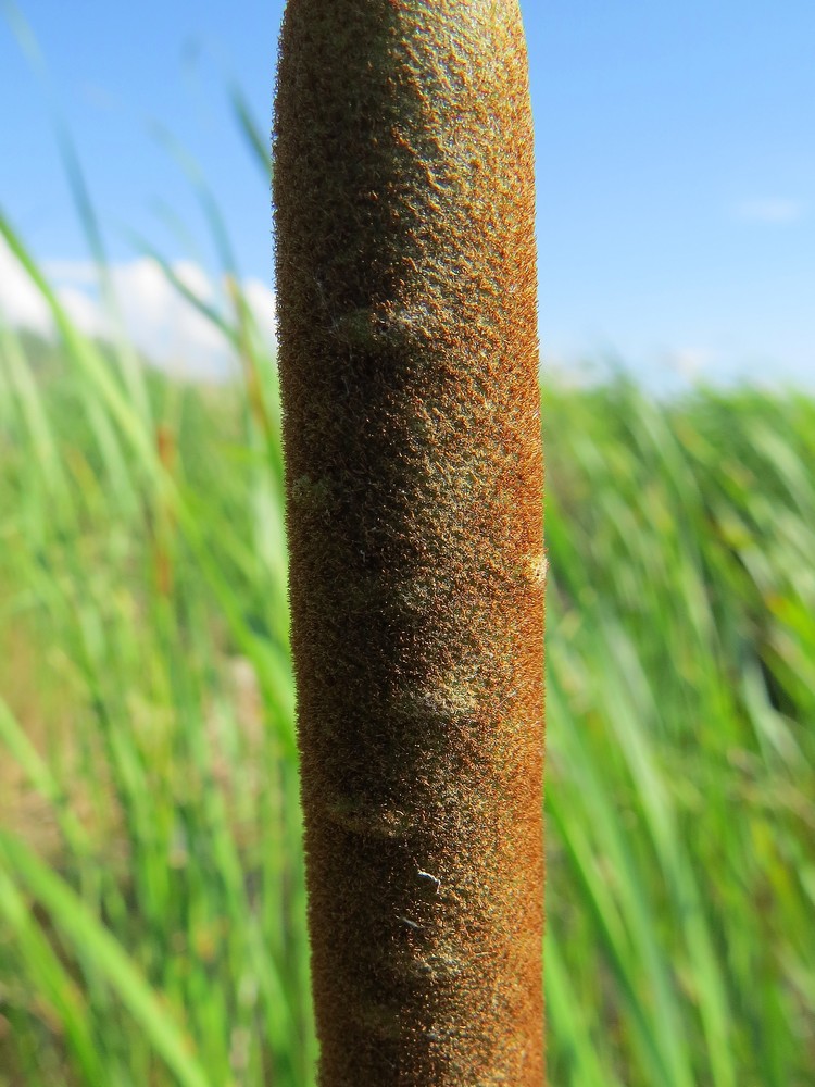 Изображение особи Typha angustifolia.