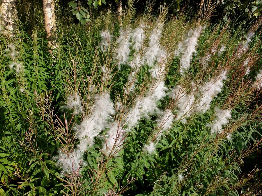 Image of Chamaenerion angustifolium specimen.